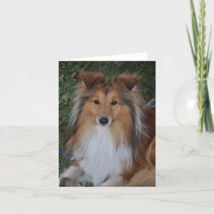 Kort för Sheltie Sheepdoghälsning