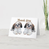 Kort för Shih Tzu valptack