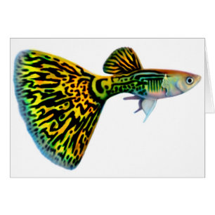 Kort för Snakeskin kobraGuppy