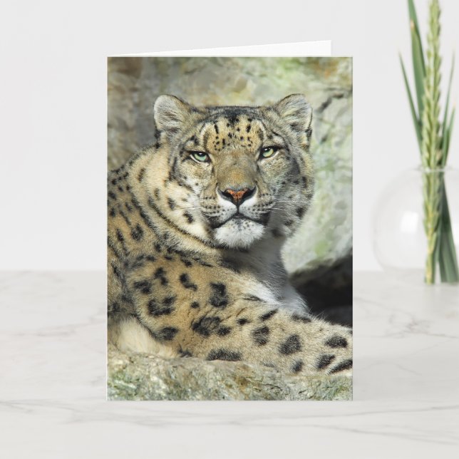 Kort för snöLepord porträtt (Framsida)