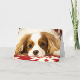 Kort för Spaniel för kung Charles för Snowflake