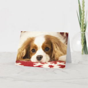 Kort för Spaniel för kung Charles för Snowflake