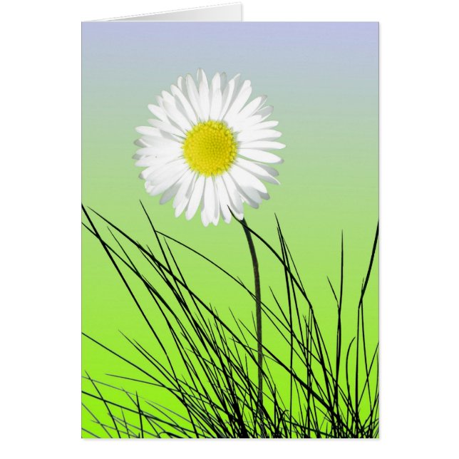 Kort för stolt Daisy (Framsidan)