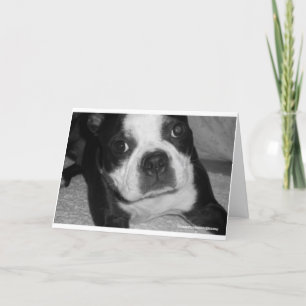 Kort för sympati för Boston Terrierhusdjur