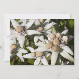 Kort för tack för Edelweiss blommalägenhet