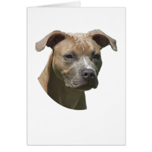 Kort för Terrier för amerikangrop (APBT)tjur