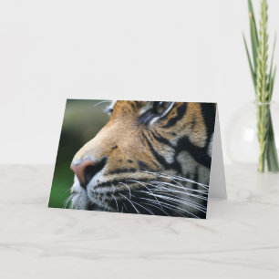 Kort för tigerbildhälsning