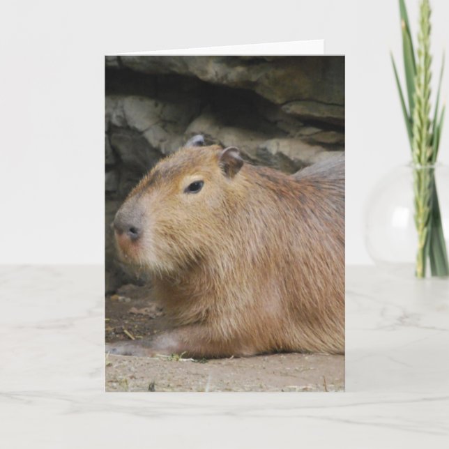 Kort för vildCapybarahälsning (Framsida)