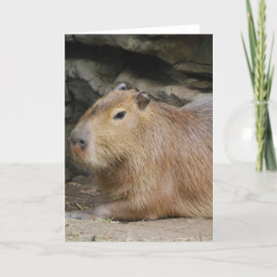 Kort för vildCapybarahälsning