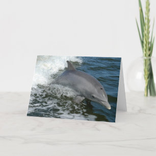 Kort för vilddelfinhälsning