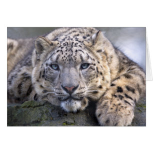 Kort för Vishnu snöLeopard