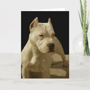 Kort för vitpitbullhälsning