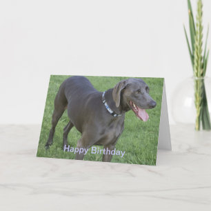 Kort för Weimaraner hundfödelsedag