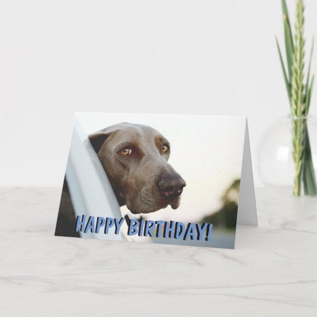 Kort för Weimaraner hundfödelsedag (Framsida)