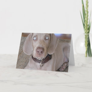 Kort för Weimaraner valphälsning