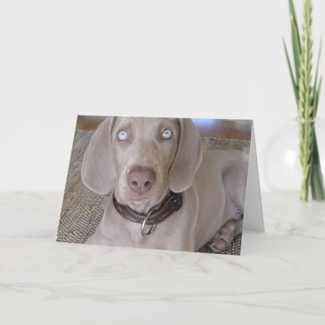 Kort för Weimaraner valphälsning (Framsida)