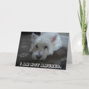 Kort för Westie inte roat fotohälsning