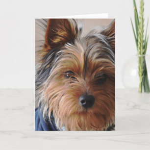 Kort för Yorkie Terrierhälsning