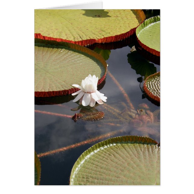 Kort - Giant Lilypads & White Vatten Lily (Framsidan)