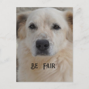 Kort, Golden Retriver Vykort