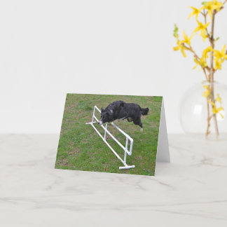 Kort - Gräns Collie Jumping