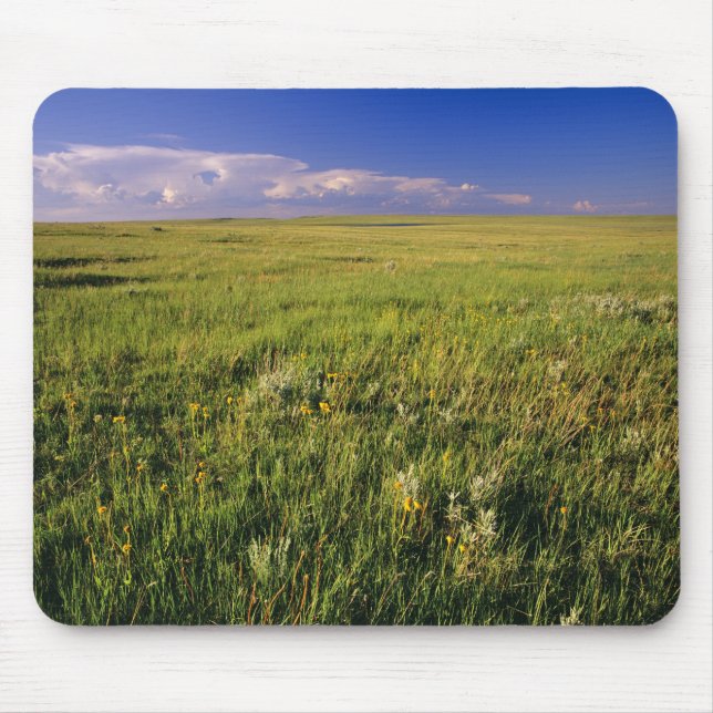 Kort Grass Prairie i nordöstra delen av området Musmatta (Framsidan)