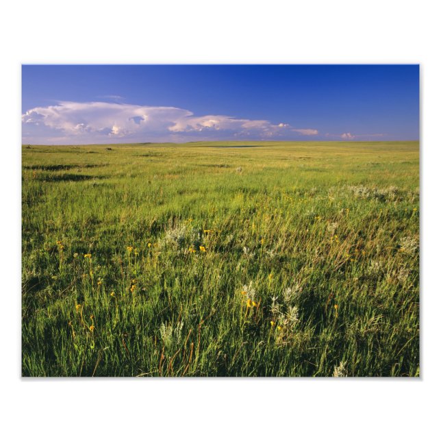 Kort Grass Prairie i nordöstra randområdet Fototryck (Framsidan)