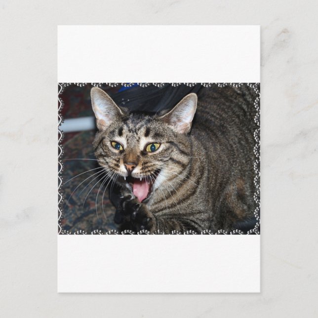 Kort hair Maine coon (Framsida)