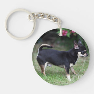 Kort Haired Chihuahuaanseende