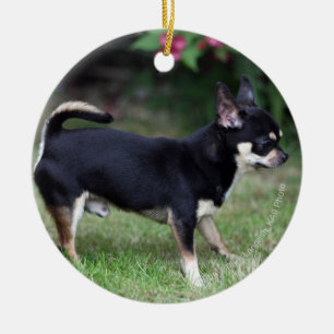 Kort Haired Chihuahuaanseende Julgransprydnad Keramik
