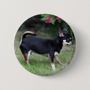 Kort Haired Chihuahuaanseende Knapp