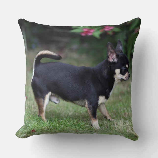 Kort Haired Chihuahuaanseende Kudde (Framsida)