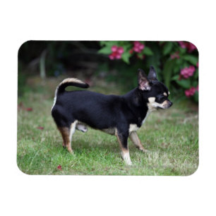 Kort Haired Chihuahuaanseende Magnet