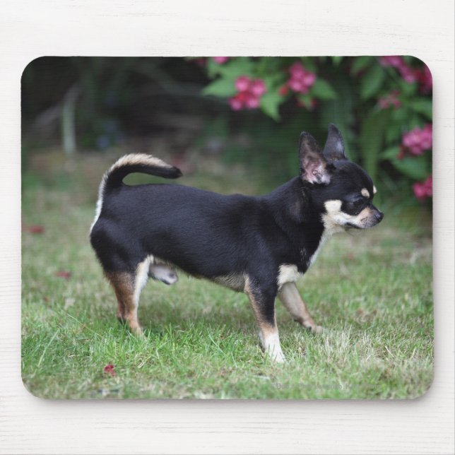 Kort Haired Chihuahuaanseende Musmatta (Framsidan)