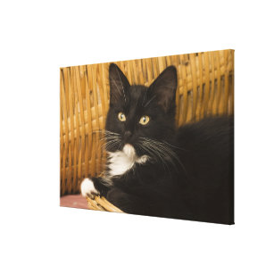 Kort-haired kattunge för svart & för vit på canvastryck