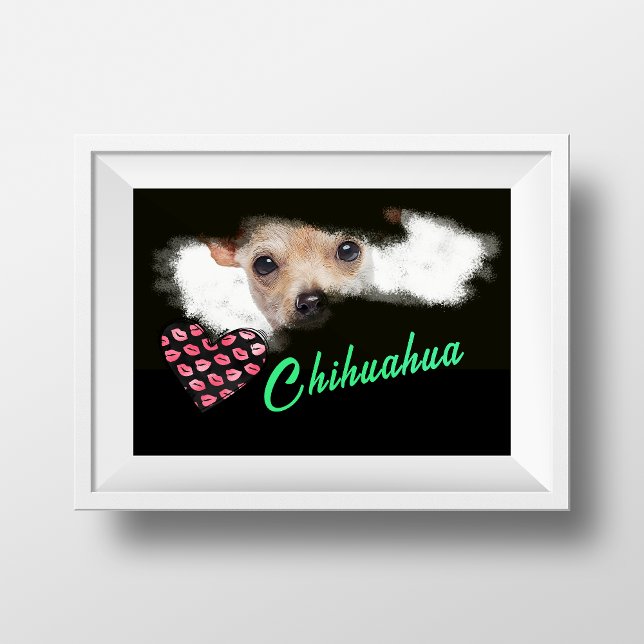 Kort-Halls Chihuahua Öga Solid Färg Poster (Skapare uppladdad)