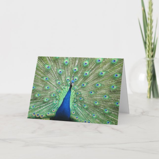 Kort - hälsning - Fjädrar från Peacock Svan (Framsida)
