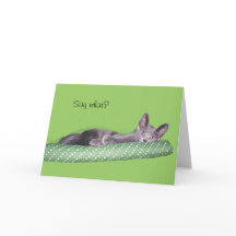 Kort - Hälsning - Grått kitten