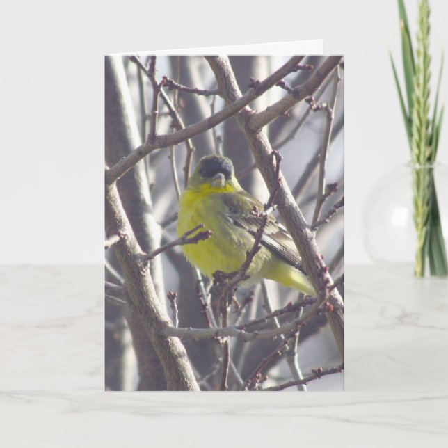 Kort - Hälsning - Gult Bird i Grenar (Framsida)