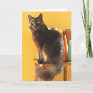 Kort - hälsning - Katt med garn