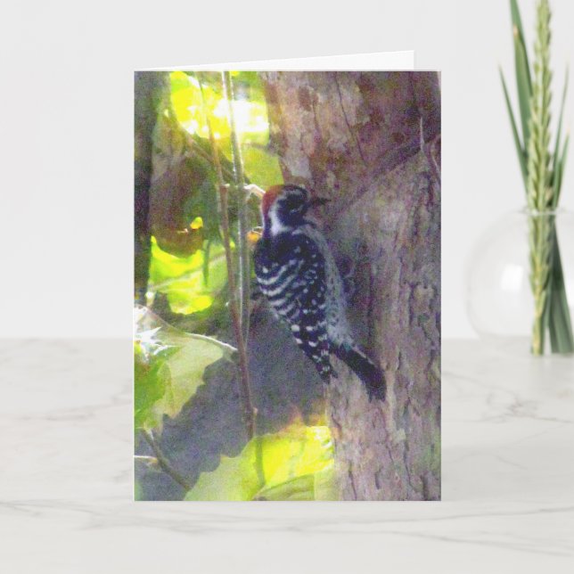 Kort - Hälsning - Woodpecker (Framsida)