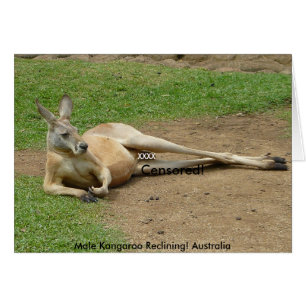 Kort Hane Känguru Liggande! Australien