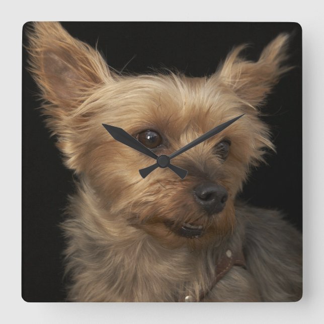 Kort har Yorkie hund tittar till högerna Fyrkantig Klocka (Framsida)