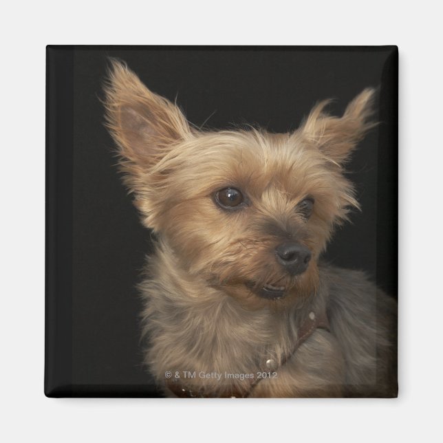 Kort har Yorkie hund tittar till högerna Magnet (Framsidan)
