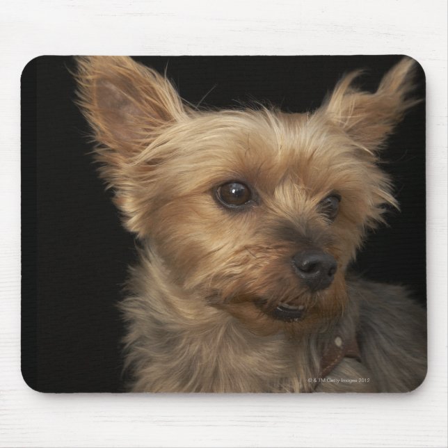 Kort har Yorkie hund tittar till högerna Musmatta (Framsidan)