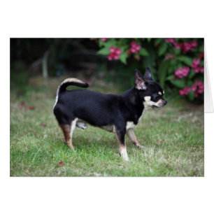 Kort Hjärn Chihuahua Ständiga