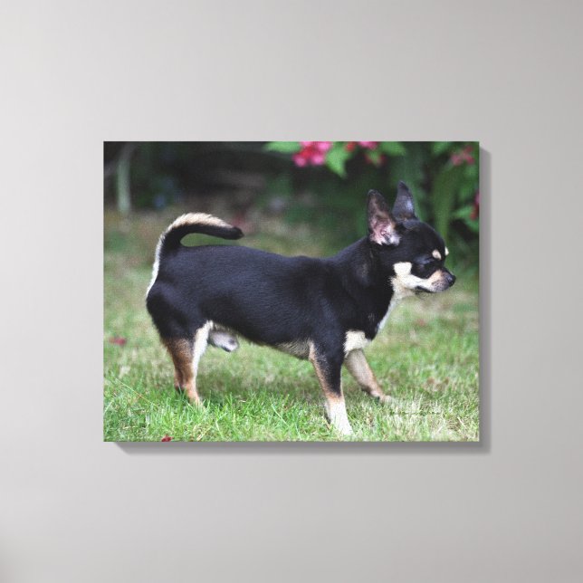 Kort Hjärn Chihuahua Ständiga Canvastryck (Framsida)