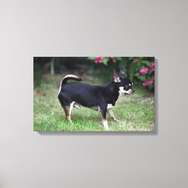 Kort Hjärn Chihuahua Ständiga Canvastryck (Framsida)