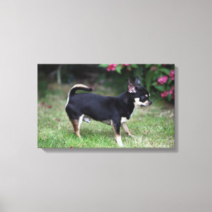 Kort Hjärn Chihuahua Ständiga Canvastryck