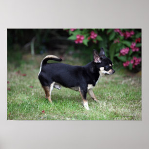 Kort Hjärn Chihuahua Ständiga Poster